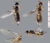Histeromerus mystacinus
